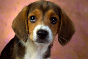 Puppy Eyes Beagle8909311602 300x200 - Puppy Eyes Beagle - Puppy, Playful, Eyes, Beagle